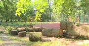 Ponad 200-letni dąb runął tuż obok bawiących się na boisku dzieci. Nikomu nic się nie stało
