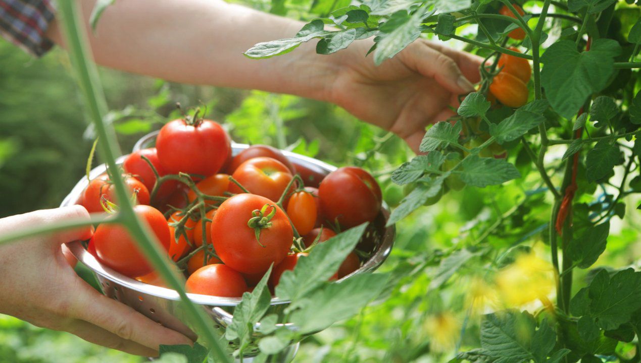 Suplement dla pomidorów i ogórków, fot. gettyimages