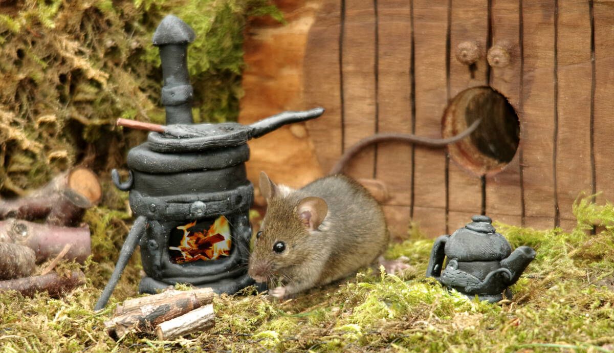 George the Mouse in a log pile house/facebook