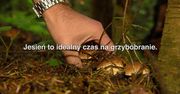 Grzyby jadalne. Jak uniknąć zatrucia?