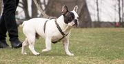 Buldogi francuskie – dla kogo ta rasa?