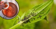 Ta przyprawa to naturalny środek owadobójczy. Mszyce boją się jej jak ognia