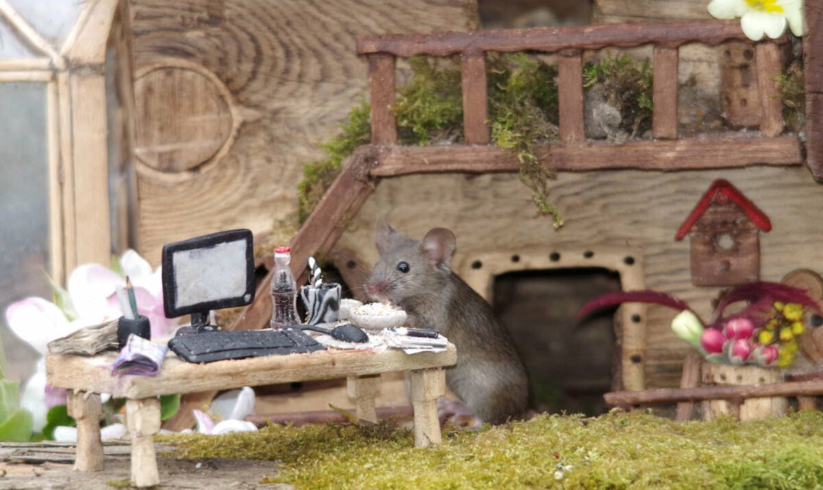 George the Mouse in a log pile house/facebook