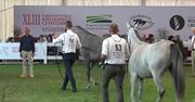 Święto konia arabskiego w Janowie Podlaskim. Niedziela dniem aukcji arabów.