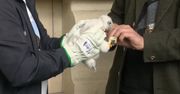 Franek i Figa, sokoły z Pałacu Kultury i Nauki, witają swoje czworaczki: Hetmana, Prezesa, Iwo i Wuzetkę
