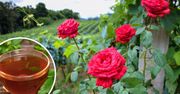 Poję róże ziołową herbatką. Kwitną obficie przez cały sezon