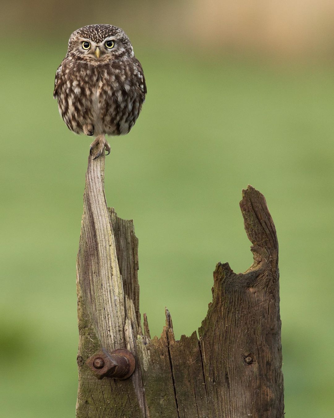 bwpawards / instagram