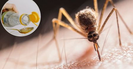 Weź garść i zalej octem. To naturalny odstraszacz komarów, który sprawdzi się również przy zapaleniu dziąseł