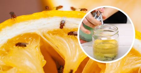 Przygotuj tę miksturę i postaw na blacie. Wszystkie muszki owocówki wpadną w pułapkę