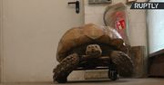 25-letni żółw z niemieckiego zoo dostał… deskorolkę. Pomoże mu poruszać się mimo kłopotów ze stawami.