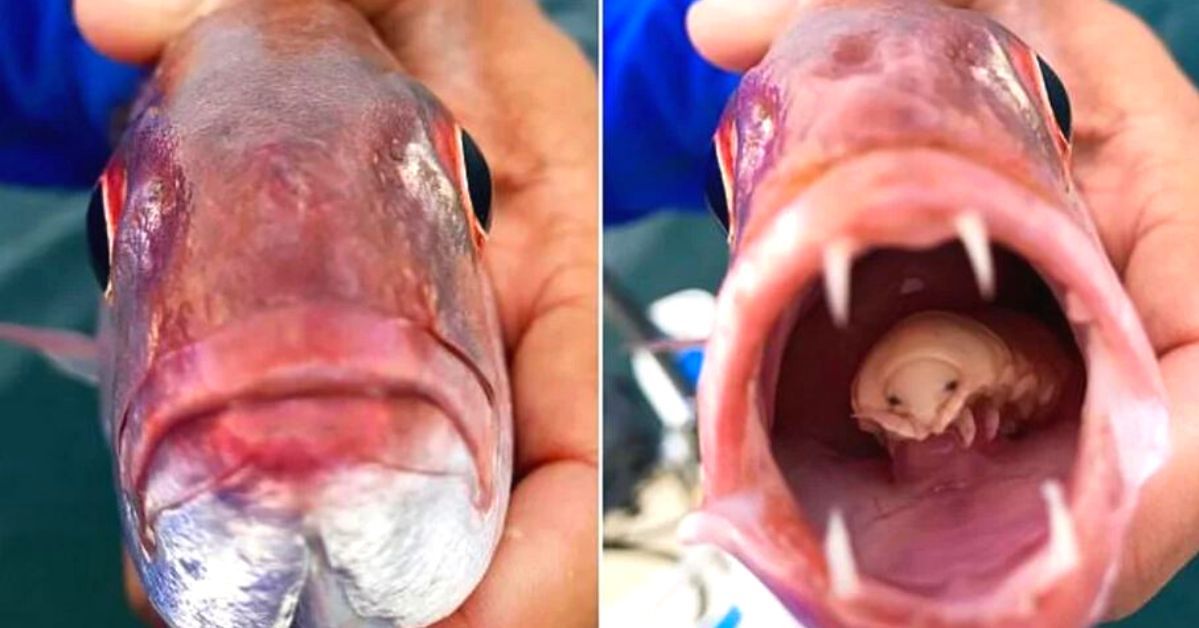 To paskudne stworzenie atakuje ryby zastępując ich język. Jedyny tak straszny pasożyt