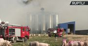Pożar na jednej z największych farm świń w Niemczech. Zginęło kilkadziesiąt tysięcy zwierząt.