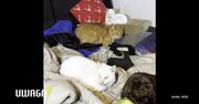 Miłość do zwierząt przerodziła się zbieractwo. Dlaczego nikt nie pomógł kobiecie z niepełnosprawnym synem?