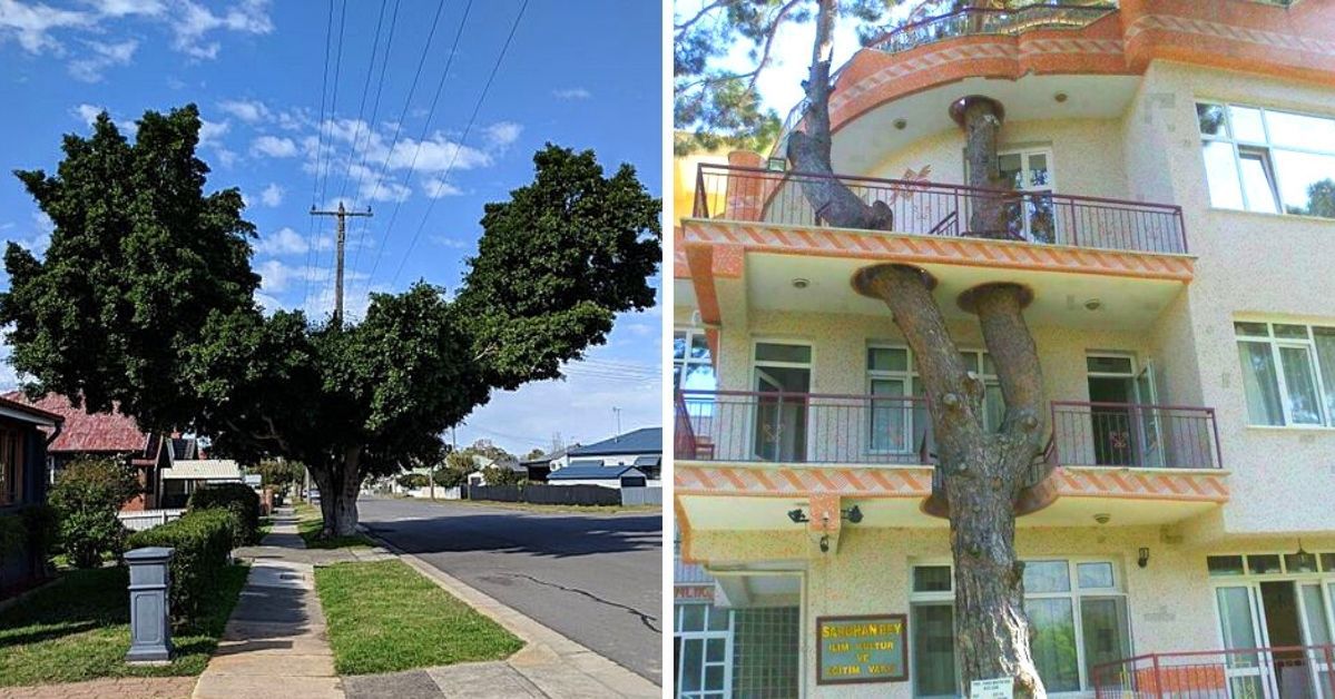 15 Photos Showing Places Where Trees Have Been Allowed to Adapt to City Life