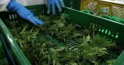 Medyczna marihuana jest legalna, ale prowadzenie pod jej wpływem – nie. Policja przypomina i ostrzega