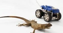 Skaczące jaszczurki i dinozaury inspirują twórców robotów