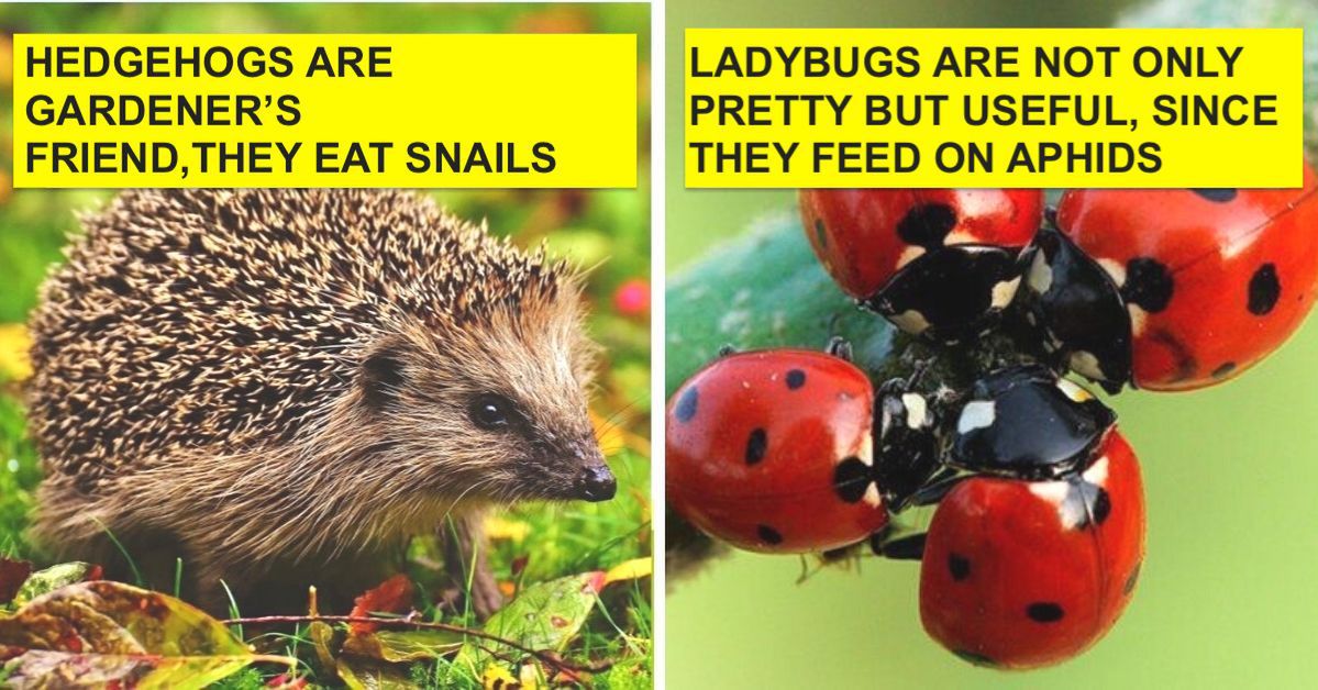 10 Tricks to Make Your Garden Nature Friendlier with the Creatures That Live in It