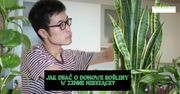 Jak utrzymać swoje domowe rośliny w dobrej kondycji przez zimowe miesiące?
