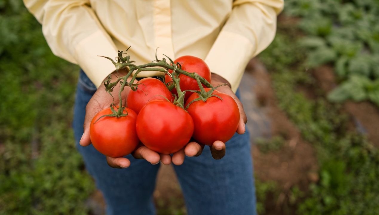 czerwone pomidory to zasługa domowej odżywki, fot. freepik