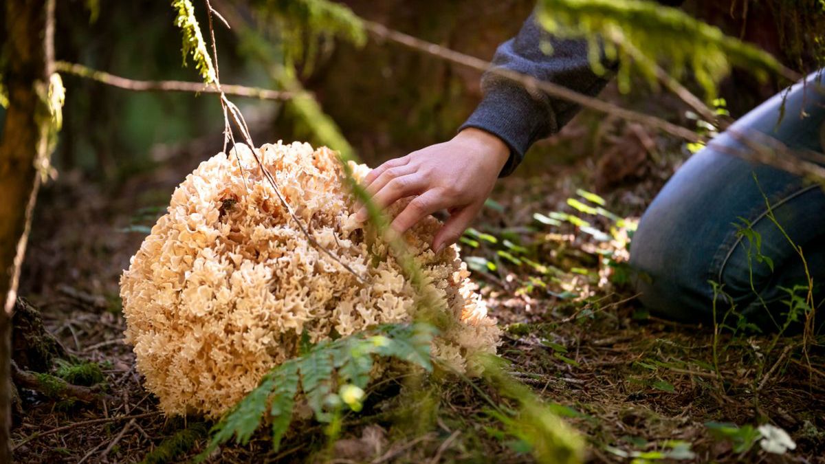 Baraniocha - czy ten grzyb jest jadalny? - Pyszności; foto: Adobe Stock