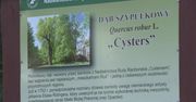 Wandale podpalili pomnik przyrody. 500-letni dąb Cysters przetrwał, ale nie wiadomo, czy się odrodzi