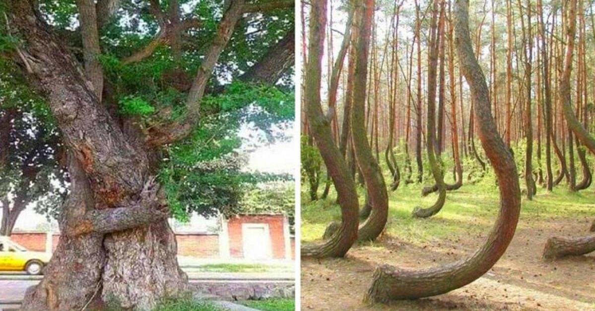 25 Trees That Have a Story to Tell. If Only They Could Speak...