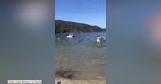 Plażowicze zaskoczeni pływającym jeleniem.