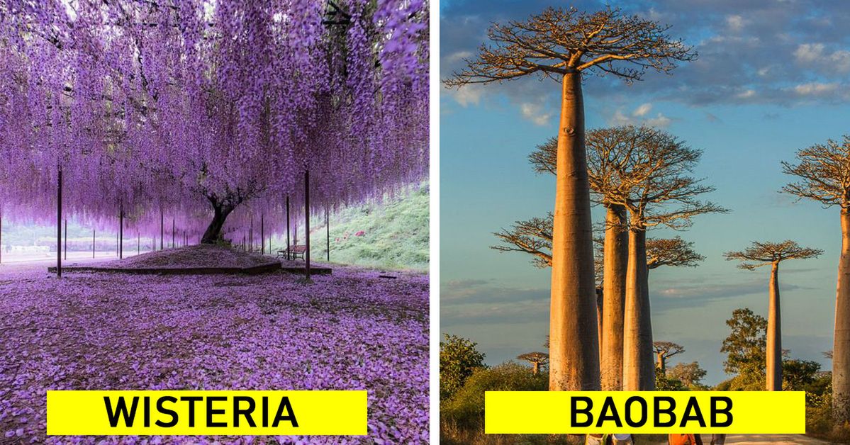 16 Extraordinary Trees That Look Like Visitors from Another Dimension