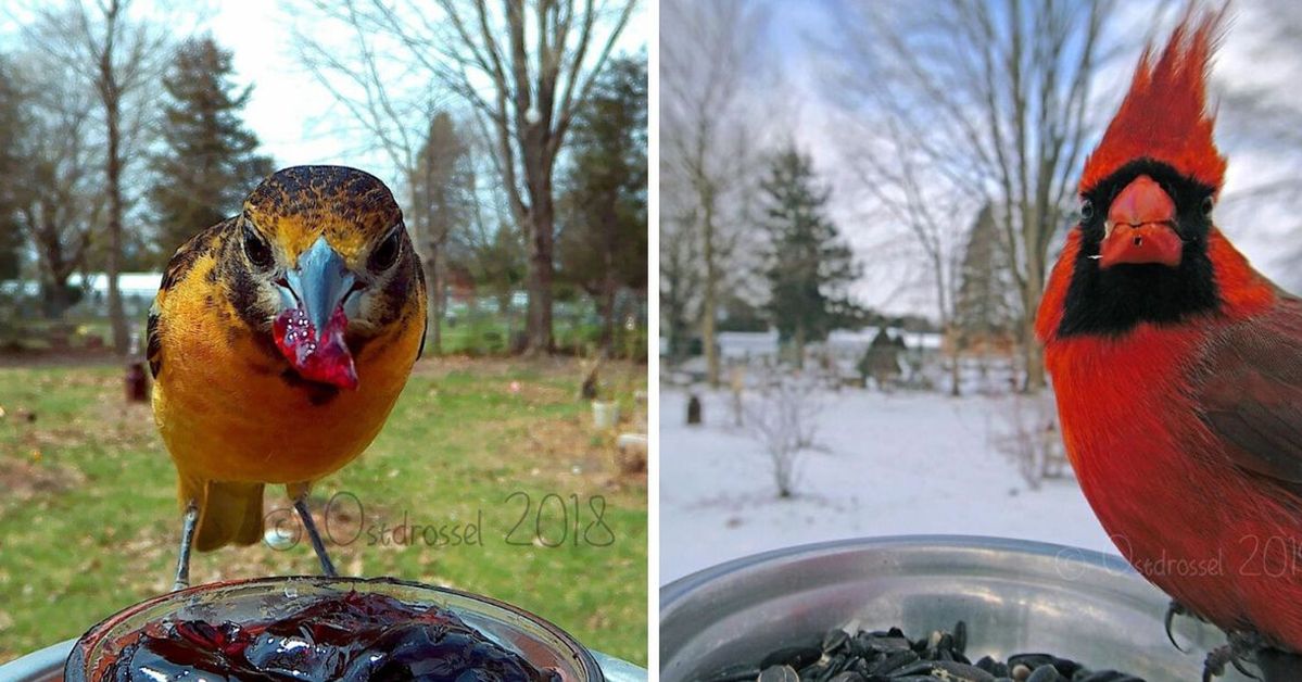 30 Photos of Birds Caught by Camera Trap Next to a Bird Table