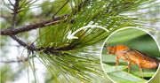Kiedy sosny w ogrodzie zrzucają igły, to niepokojący znak. Mógł je zaatakować borecznik rudy