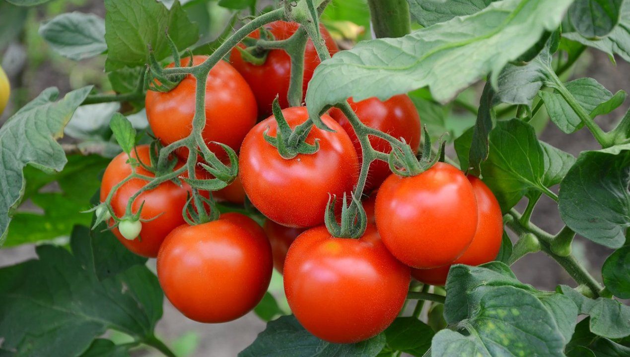 Zrób to jeszcze w lipcu, a zdrowe krzaczki będą uginały się od pomidorów