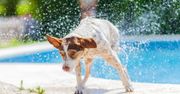 Oto jak schłodzić psa podczas upałów. Ulgę przyniesie mu nie tylko woda