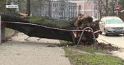 Porywisty wiatr przewracał drzewa i zrywał poszycie dachów w Szczecinie