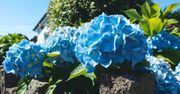 Rozsyp tylko wokół hortensji. Kwiaty zmienią kolor na niebieski