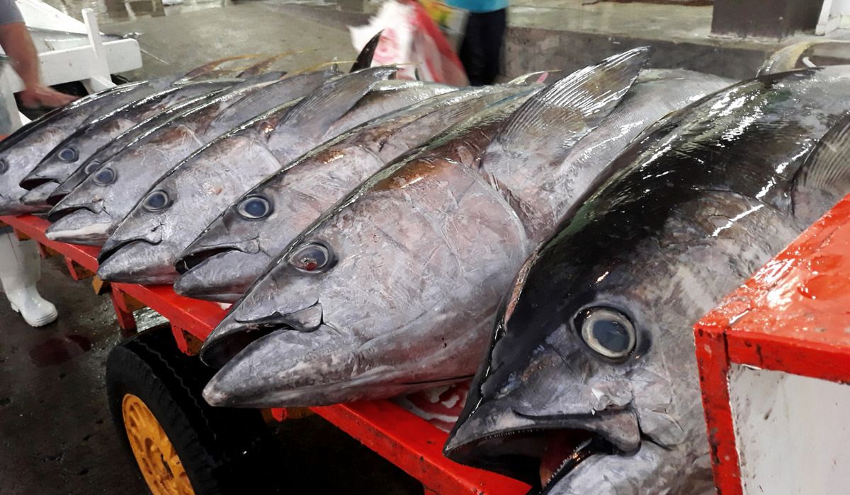 Najdroższa ryba na świecie - Pyszności; foto: Canva