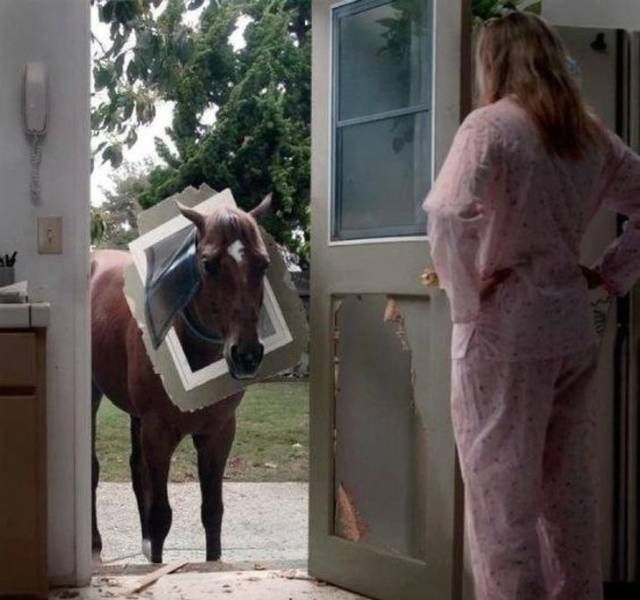acidcow