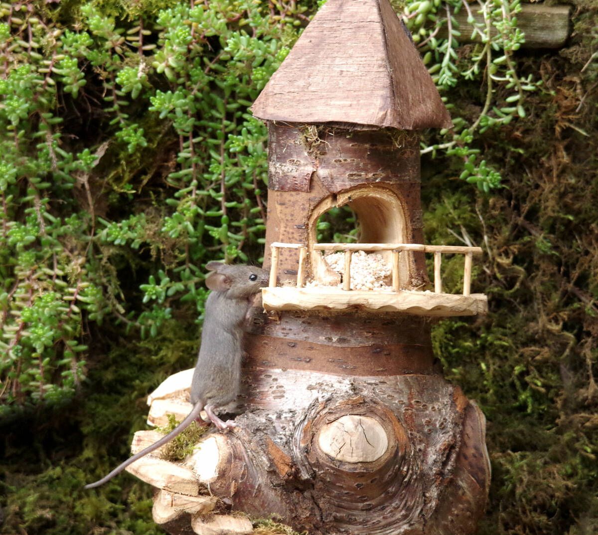 George the Mouse in a log pile house/facebook