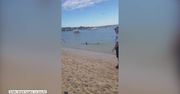 Rekin przepłynął tuż przy brzegu plaży na przedmieściach Sydney.