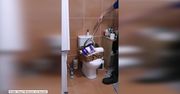 Pyton znaleziony w… papierze toaletowym.
