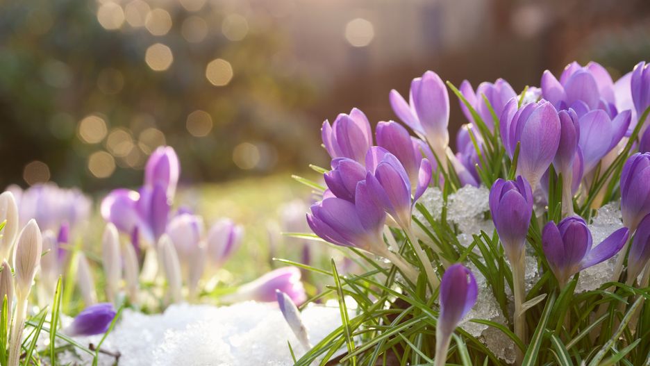 Nareszcie Wiosna! Pierwszy dzień wiosny wypadł w czwartek, 21 marca 2019. Od teraz dni będą coraz dłuższe?