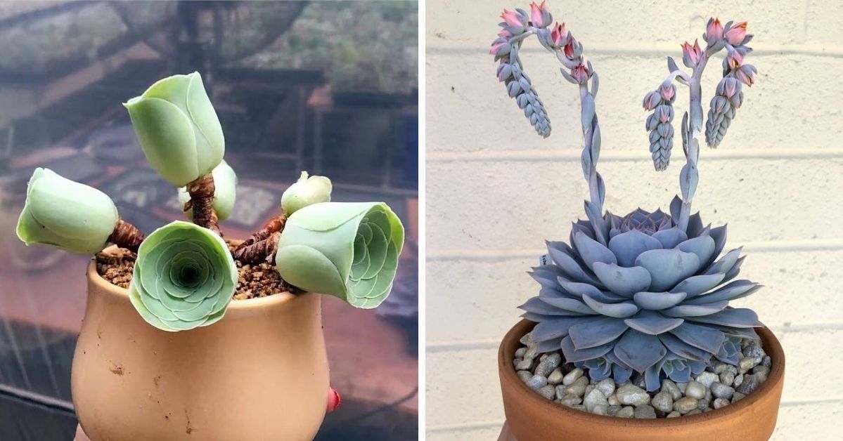 19 Astonishing Succulents That Look like They're from Sci-Fi Movies. They're Real!