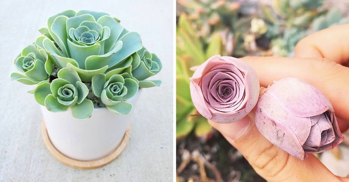 Lovely Succulents Flower Shaped Roses. They Grow Beautifully All Year Long!