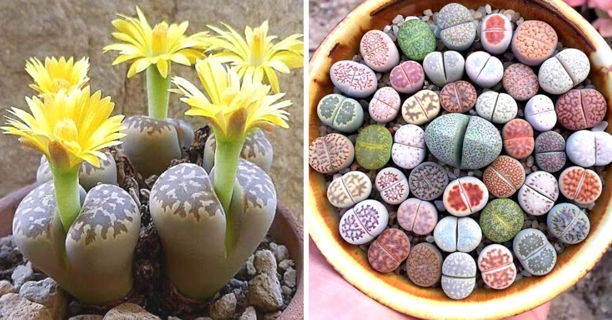 Decorative Stones That Are Living Plants! Succulents That Look like They're from Another Planet
