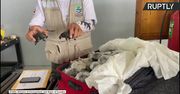 185 młodych żółwi w walizce. Próbowano je wywieźć z Wysp Galapagos.