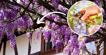 Zbliża się termin ważnego zabiegu. Od niego zależy czy wisteria obsypie się kwiatami