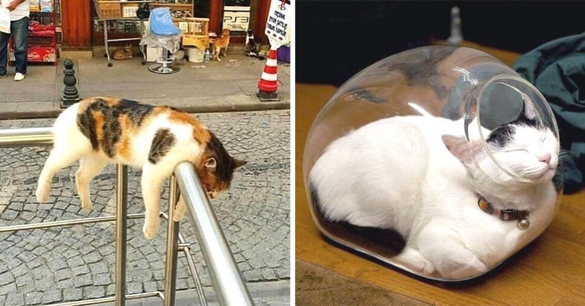 25 Peculiar Places That Have Become a Cat's Bedroom. The Logic of These Furries No One Will Understand