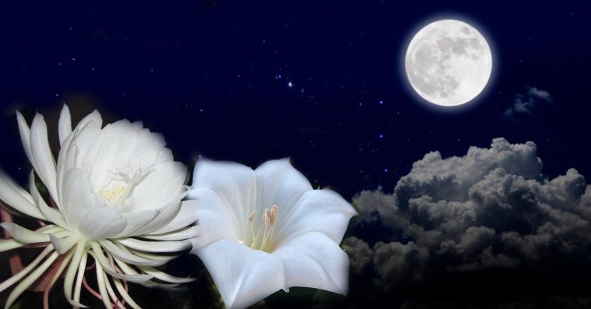 11 Flowers That Only Bloom at Night. They Smell Wonderful and Are Suitable For the Garden!