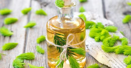 Naturalny lek prosto z lasu. Skutecznie rozprawi się z wrzodami i poprawi pamięć