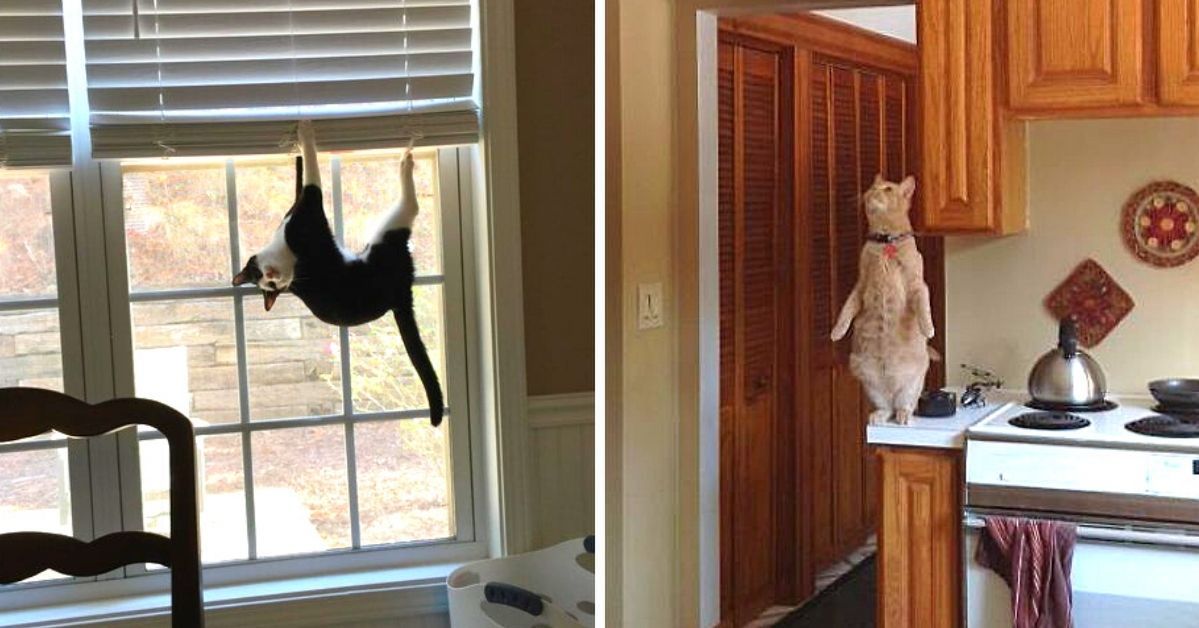 23 Cats Whose Behavior Defies the Laws of Logic