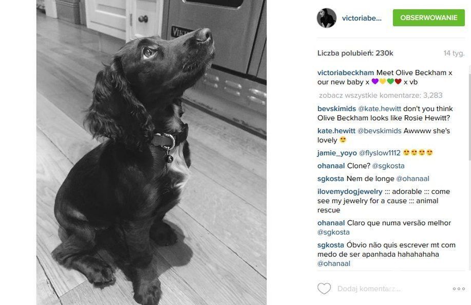 Olive pies Beckhamów ma konto na Instagramie (fot. Instagram)